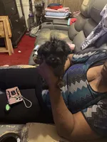 Alaina, a male Yorkipoo for sale in Atlanta, GA – 5 of 7