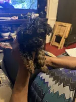 Alaina, a male Yorkipoo for sale in Atlanta, GA – 2 of 7