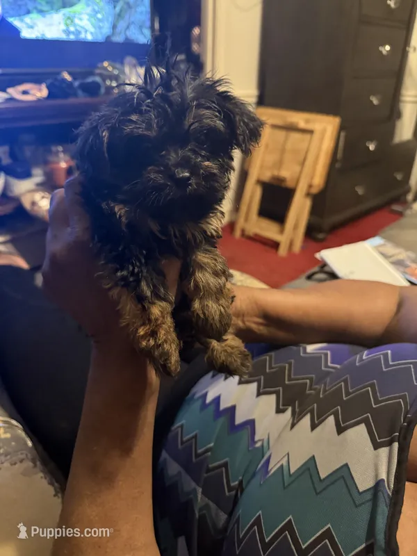 Alaina – Yorkipoo puppy for sale in Atlanta, GA