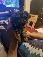 Alaina, a male Yorkipoo for sale in Atlanta, GA – 3 of 7