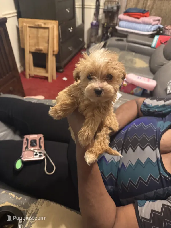 Laindon  – Yorkipoo puppy for sale in Atlanta, GA