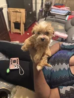Laindon , a male Yorkipoo for sale in Atlanta, GA – 2 of 6