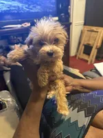 Laindon , a male Yorkipoo for sale in Atlanta, GA – 5 of 6