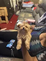 Lando, a male Yorkipoo for sale in Atlanta, GA – 2 of 5