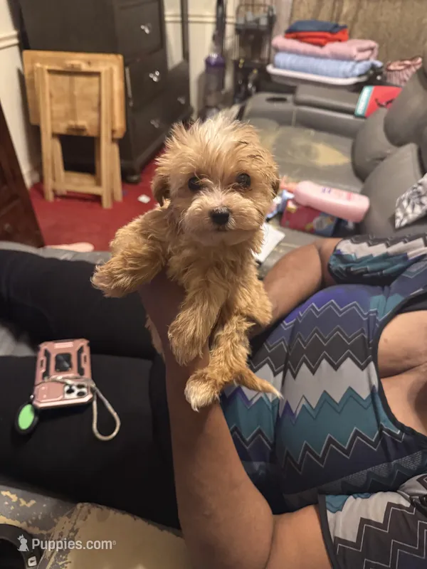 Laindon  – Yorkipoo puppy for sale in Atlanta, GA