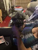 Alaina, a male Yorkipoo for sale in Atlanta, GA – 7 of 7