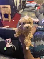 Laindon , a male Yorkipoo for sale in Atlanta, GA – 6 of 6