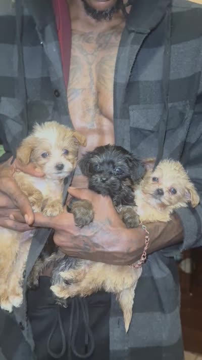 Lando, a male Yorkipoo for sale in Atlanta, GA – 5 of 5