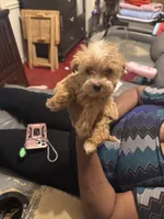 Laindon , a male Yorkipoo for sale in Atlanta, GA – 4 of 6