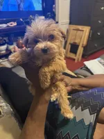 Laindon , a male Yorkipoo for sale in Atlanta, GA – 3 of 6