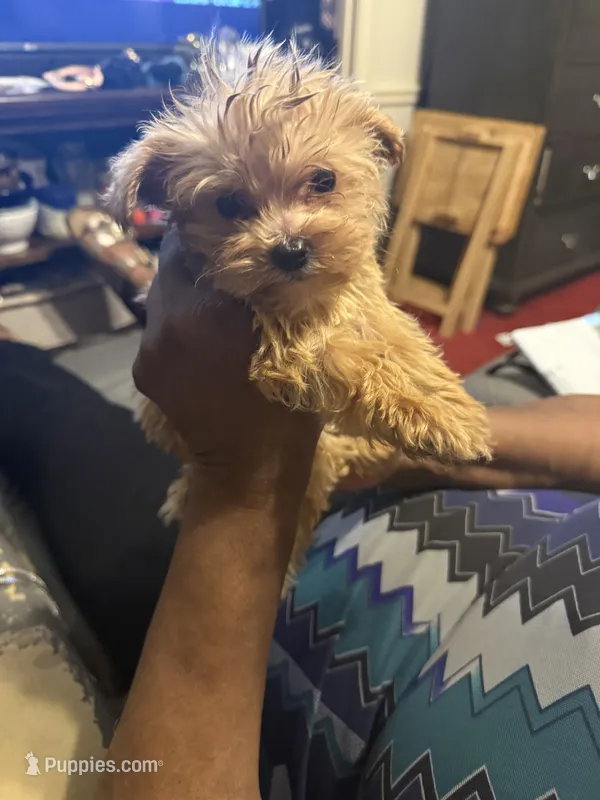Landon – Yorkipoo puppy for sale in Atlanta, GA