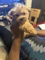 Lando, a male Yorkipoo for sale in Atlanta, GA – 4 of 5