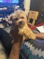 Lando, a male Yorkipoo for sale in Atlanta, GA – 3 of 5