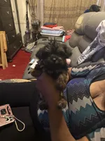 Alaina, a male Yorkipoo for sale in Atlanta, GA – 6 of 7