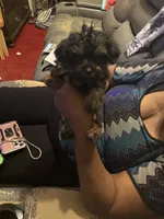 Alaina, a male Yorkipoo for sale in Atlanta, GA – 4 of 7