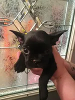 Bogart , a male French Bulldog for sale in Council Bluffs, IA – Photo 2 of 4