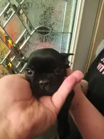 Bogart , a male French Bulldog for sale in Council Bluffs, IA – Photo 1 of 4