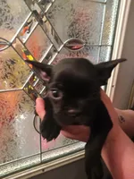 Bogart , a male French Bulldog for sale in Council Bluffs, IA – Photo 3 of 4