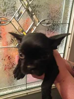 Bogart , a male French Bulldog for sale in Council Bluffs, IA – Photo 4 of 4