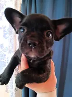 London , a female French Bulldog for sale in Council Bluffs, IA – Photo 1 of 2