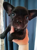 London , a female French Bulldog for sale in Council Bluffs, IA – Photo 2 of 2