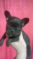 Patrick " Patty", a male French Bulldog for sale in Council Bluffs, IA – 2 of 2