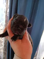 Patrick " Patty", a male French Bulldog for sale in Council Bluffs, IA – Photo 3 of 3