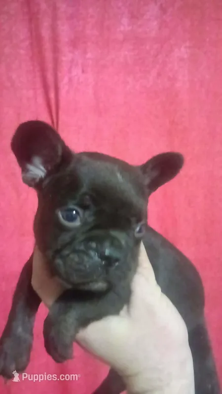 Patrick " Patty" – French Bulldog puppy for sale in Council Bluffs, IA