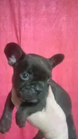 Patrick " Patty", a male French Bulldog for sale in Council Bluffs, IA – 1 of 2