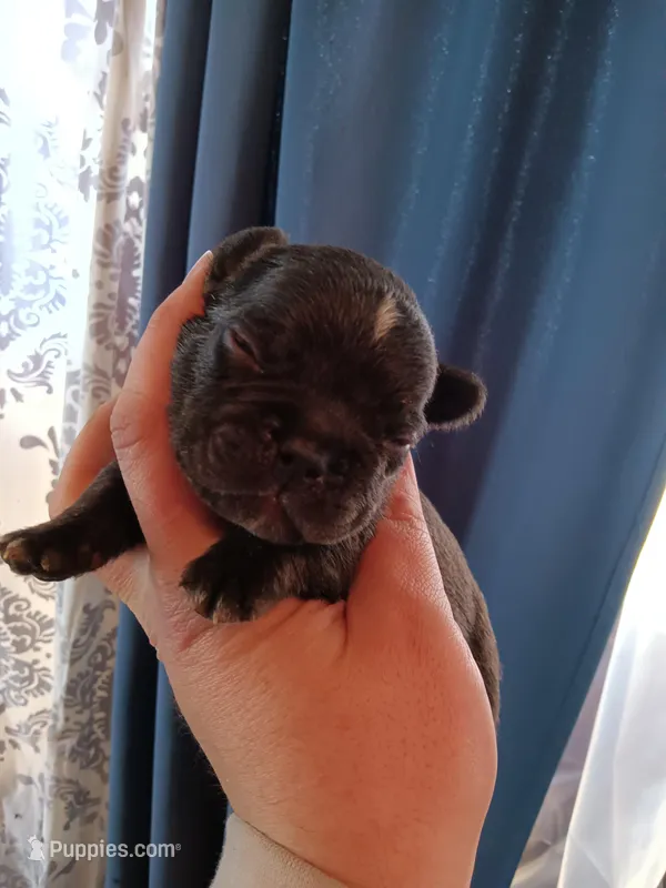 Patrick " Patty" – French Bulldog puppy for sale in Council Bluffs, IA