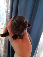 Patrick " Patty", a male French Bulldog for sale in Council Bluffs, IA – Photo 1 of 3