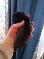 Patrick " Patty", a male French Bulldog for sale in Council Bluffs, IA – Photo 2 of 3