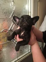 Bogie , a male French Bulldog for sale in Council Bluffs, IA – Photo 1 of 5