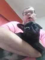 Bogie , a male French Bulldog for sale in Council Bluffs, IA – Photo 5 of 5