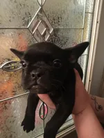 Bogie , a male French Bulldog for sale in Council Bluffs, IA – Photo 4 of 5