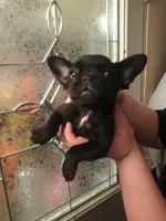 Bogie , a male French Bulldog for sale in Council Bluffs, IA – Photo 2 of 5