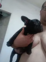 Bogie , a male French Bulldog for sale in Council Bluffs, IA – Photo 2 of 5