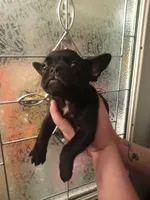 Bogie , a male French Bulldog for sale in Council Bluffs, IA – Photo 5 of 5