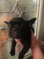 Bogie , a male French Bulldog for sale in Council Bluffs, IA – Photo 3 of 5