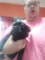 Bogie , a male French Bulldog for sale in Council Bluffs, IA – Photo 4 of 5