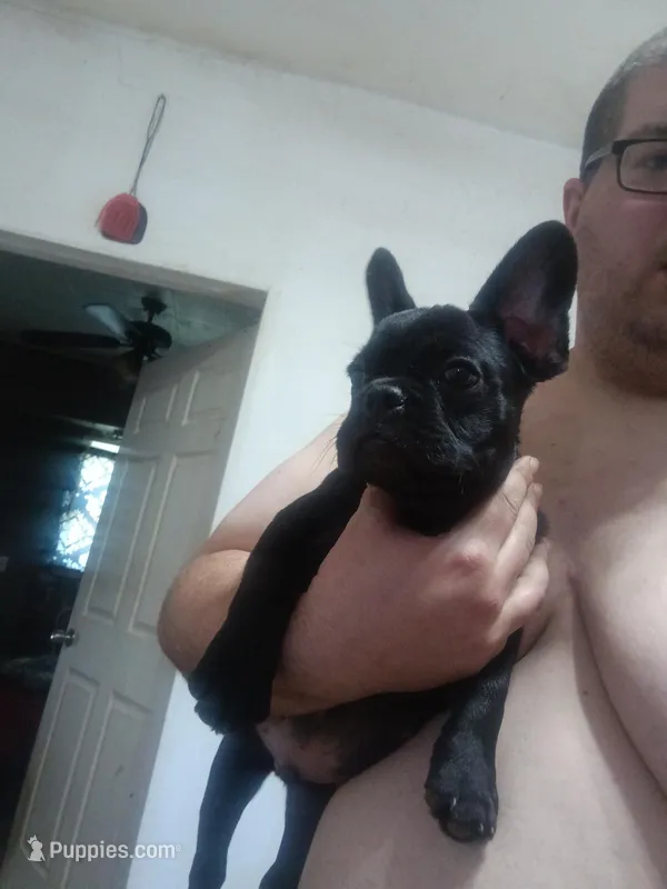 Bogie  – French Bulldog puppy for sale in Council Bluffs, IA