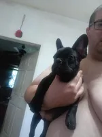 Bogie , a male French Bulldog for sale in Council Bluffs, IA – Photo 1 of 5