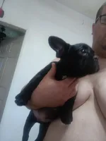 Bogie , a male French Bulldog for sale in Council Bluffs, IA – Photo 3 of 5