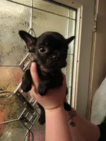 Ginger , a female French Bulldog for sale in Council Bluffs, IA – Photo 3 of 4