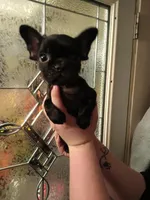 Ginger , a female French Bulldog for sale in Council Bluffs, IA – Photo 4 of 4