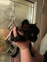 Ginger , a female French Bulldog for sale in Council Bluffs, IA – Photo 2 of 4