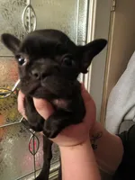 Ginger , a female French Bulldog for sale in Council Bluffs, IA – Photo 1 of 4