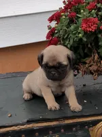 Cola, a male Pug for sale in Mount Solon, VA – 2 of 3