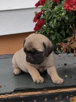 Cola, a male Pug for sale in Mount Solon, VA – 3 of 3