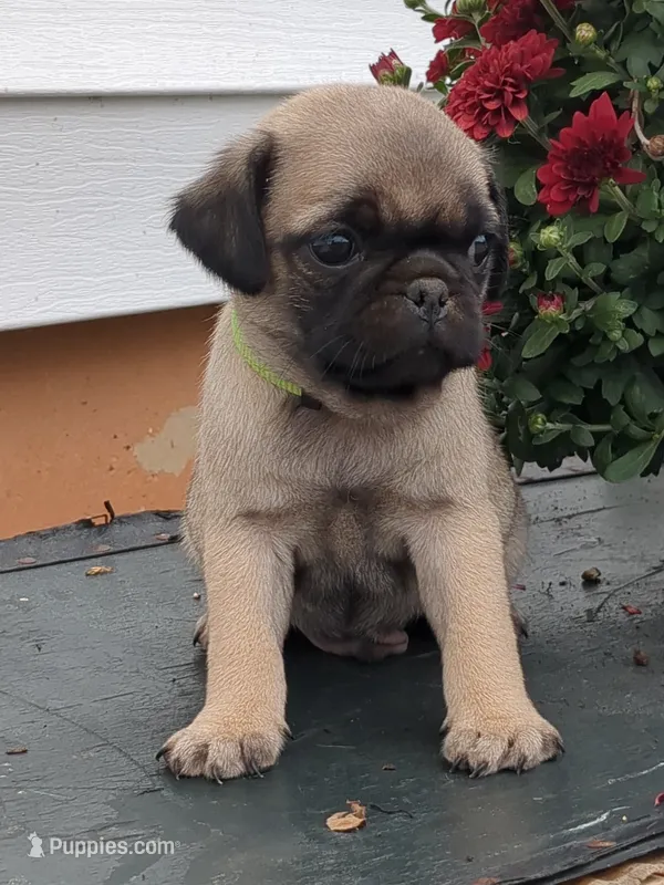 Cola – Pug puppy for sale in Mount Solon, VA